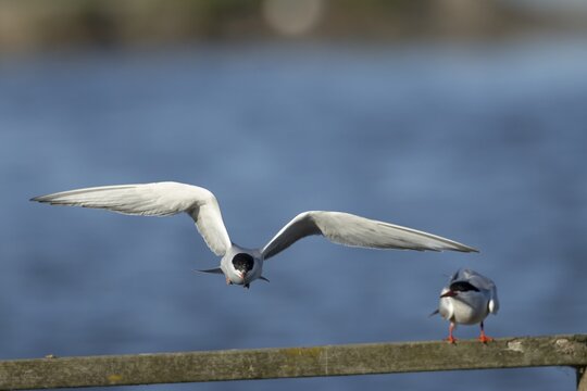 Common tern (Sterna hirundo) adult bird flying, England, United Kingdom