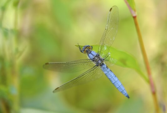 Orthetrum Brunneum, southern skimmer, southern blue arrow, flew off, anisoptera, blue arrow, damselflies, dragonflies, insects, dragonflies, odonata, sailing barks
