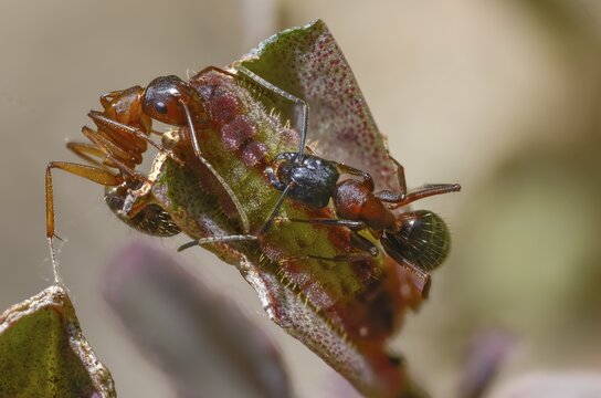 Ants, ant, brown-black wood ant, brown-black horse ant, Camponotus ligniperdus, chequered blue, ftyhen blue, formicidae, hymenoptera, large carpenter ant, rose ant, scolitantides orion, butterfly, inchworm, insects, caterpillar, butterflies, butterflies, butterflies