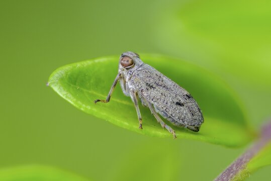 Common beetle cicada, Issus coleoptratus, beetle cicada, the planthopper, insects, cicadas