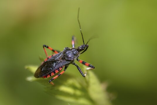 Ringed murder bug, heteroptera, murder bug, Reduviidae, Rhinocoris annulatus, insects, predatory bugs, bedbugs