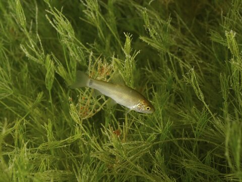 A young tench (Tinca tinca) swims amongst green underwater plants at the Wildsau diving spot, Berlingen, Lake Constance, Switzerland, Germany