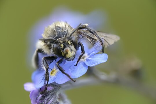 Anthophora acervorum, anthophora plumipes, apidae, bees, spring fur bee, common fur bee, hairy-footed flower bee, hymenoptera, insects