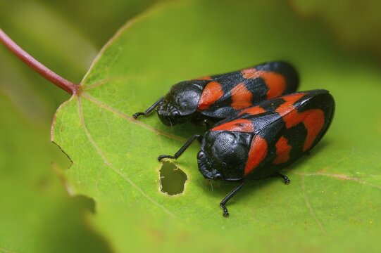 Blood cicada, cercopis vulnerata, cicadomorpha, common blood cicada, hemiptera, red-and-black froghopper, rhynchota, round-headed cicadas, beak kerves, froghoppers, insects, copula, mating