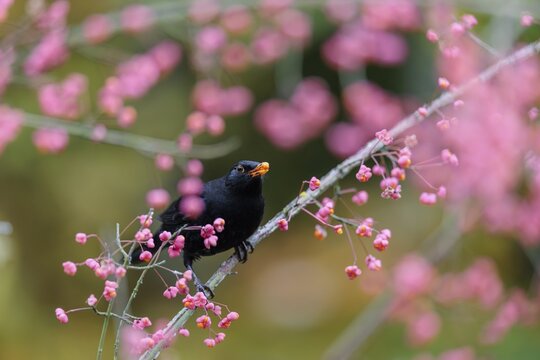 A common blackbird (Turdus merula) sits in a European spindle tree (Euonymus europaeus), and eats the fruit