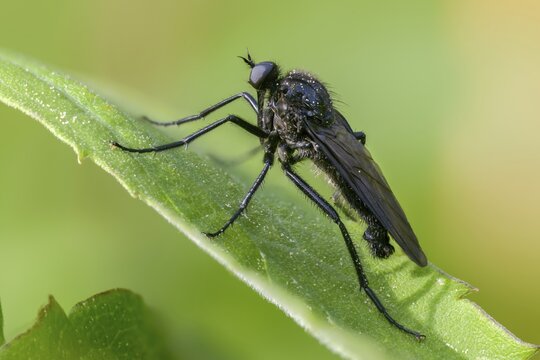 Empididae spec, dance fly spec, balloon flies, dagger flies, diptera, insects, two-winged birds