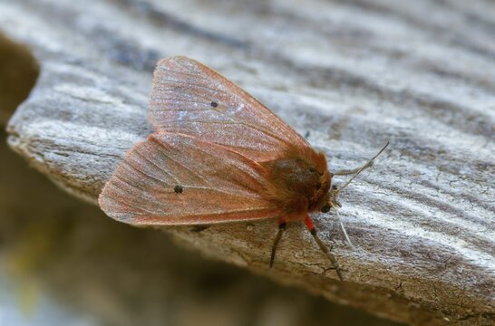 Phragmatobia fuliginosa, rust-wing, rust-winged bear, cinnamon bear, insects, moths, moths, moths, moths, ruby tigers, butterflies