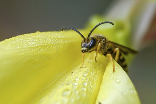 Apidae, bees, furrow bee, yellow-haired furrow bee, halictus scabiosae, hymenoptera, great banded furrow bee, honey bee-sized halictus, insects, male, male