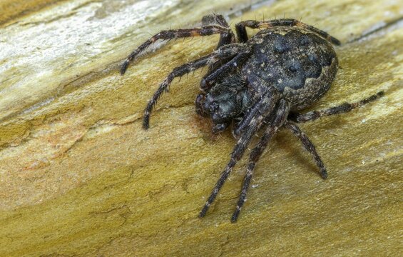 Arachnida, araneoidea, nuctenea umbratica, wheelweb spiders, cleft spiders, spiders, spiders, walnut orb-weaver spiders