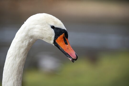 Cygnus olor, mute swan, anatidae, birds, duckbirds, cusp swan, swans, swans, birds, waterbirds