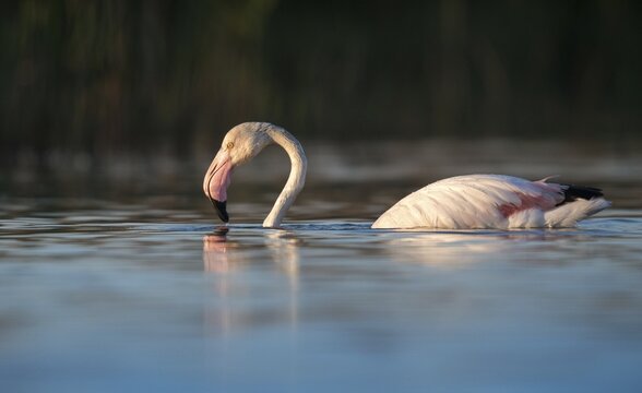 Afro-Asian Greater Flamingo, Eurasian Flamingo, European Flamingo, Granelli, Greater Flamingo, Italy, Pantano Cuba Lagoon, Pantani Cuba and Longarini, Phoenicopterus Roseus, Rosy Flamingo, Migratory Bird Sanctuary Pantani Cuba & Longarini, Birds, Ciconiiformes, Flamingo, Italy, Walking Birds, Sicily, Foundation per species diversity, stork birds, birds
