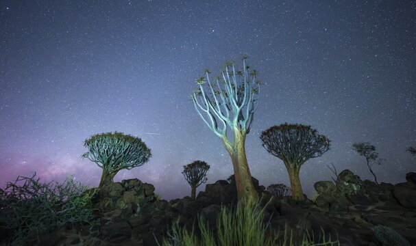 Quiver trees (Aloe dichotoma), night shot with starry sky, quiver tree forest in Garaspark near Keetmanshoop, Karas Region, Namibia