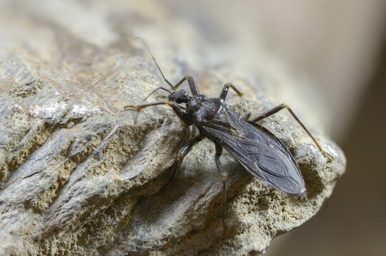 Large predatory bug, heteroptera, Reduviidae, Reduvius personatus, dust bug, insects, masked hunters, predatory bugs, bedbugs