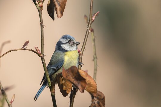 Blue tit, parus caeruleus, birds, sick, tit, passeri, songbirds, songbirds, tits, injured, injury, birds