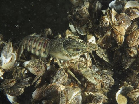 Mud crayfish (Faxonius limosus), American crayfish, invasive species, moving on quagga mussels (Dreissena rostriformis bugensis), invasive species, Wildsau dive site, Berlingen, Lake Constance, Switzerland, Germany American crayfish (Faxonius limosus), an invasive species, on quagga mussels (Dreissena rostriformis bugensis), an invasive species, at the Wildsau dive site, Berlingen, Lake Constance, Switzerland, Germany