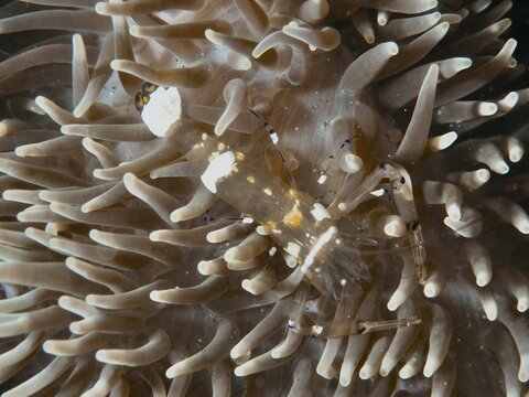A peacock-eyed anemone shrimp (Ancylocaris brevicarpalis) nestled amongst a beige sea anemone creates a harmonious underwater scene, dive site: Secret Bay, Gilimanuk, Bali, Indonesia