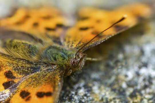 C-butterfly, comma butterfly, nymphalis c-album, polygonia c-album, butterfly, insects, butterflies, butterflies