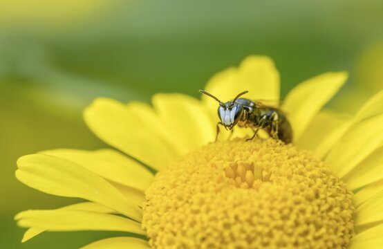 Anthophila, apiformes, bees, hylaeus, hylaeus nigritus, hymenoptera, mask bees, tansy mask bees, insects