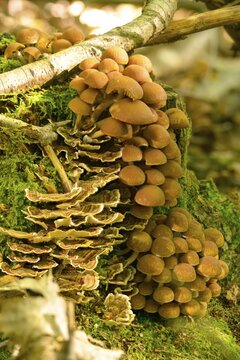 Cluster crumblecap, Drosophila subpapillata, psathyrella hydrophiloides, psathyrella piluliformis, white-stemmed stick sponge, watery grumbling, watery mumbling, fungi, fungus, high size, vertical format, mushrooms