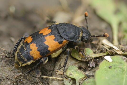 Common Burying Beetle, Common Gravedigger, Nicrophorus Vespillo, Beetle, Coleoptera, Insects, Beetles
