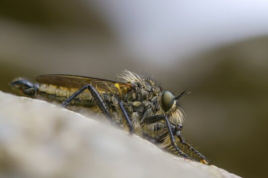 Mountain predator, Didysmachus picipes, predatory fly, slender bristle predatory fly, Slender black-footed robber fly, diptera, insects, males, two-winged birds