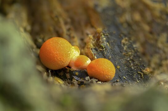Blood milk fungus, blood fungus, galeperdon epidendron, gr&ouml;ning slime, lycogala epidendrum, lycogala miniatum, lycoperdone epidendrum, lycoperdon sphaericum, milkdust, reticularia miniata, fungi, fungus, Gr&ouml;ning's slime, mushrooms, wolf's milk, milkweed
