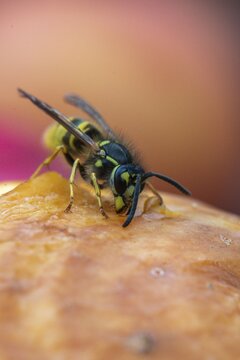 German wasp, real wasp, German wasp, hymenoptera, short-headed wasps, vespula germanica, on apple, on food, on fruit, apple, wrinkle wasps, high size, portrait format, insects, fruit, wasp, wasp