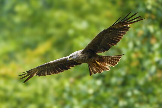 Red Kite (Milvus milvus), wildlife, Germany, bird of prey gliding through the air against a green background