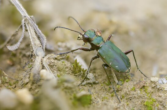 Acari, arachnida, carabidae, cicindela campestris, field sandground beetle, field sandstrider, mite, sandground beetle, arachnids, arthropods, coleoptera, arthropods, green tiger beetle, insects, beetles, ground beetles