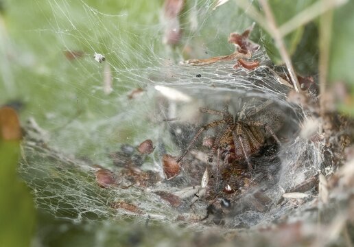 Agelena labyrinthica, arachnida, large maze spider, maze spider, arachnids, spiders, spiders