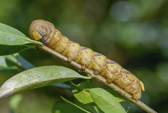 Acherontia atropos, death's-head hawkmoth, greater death's head hawkmoth, sphingidae, skull swarmers, inchworm, insects, moths, moths, moths, moths, caterpillar, butterflies, swarmers, in front of pupation