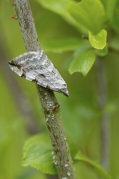 Aplocera plagiata, defoliating moth, large St. John's wort tensioner, St. John's wort inchworm, high size, portrait format, insects, moths, moths, moths, butterflies, treble bar