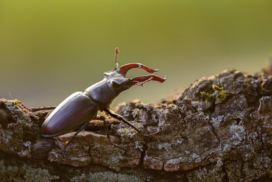 Thundergugi, firecracker, stag beetle, horn shredder, Lucanus cervus, Schr&ouml;ter, Beetle, Coleoptera, insects, insects, beetles, male, stag beetle