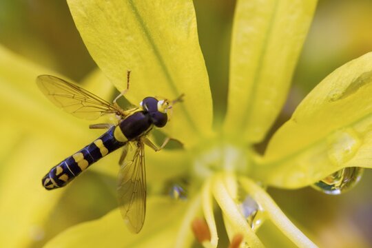 Common long hoverfly, common pencil hoverfly, diptera, insects, hoverfly, sphaerophoria scripta, two-winged bird