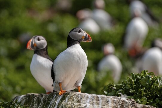 Atlantic puffin, Fratercula arctica, Norway, puffins, puffins, varangers, alcidae, alcidae, alkenbirds, birds, birds, waterbirds, waterbirds