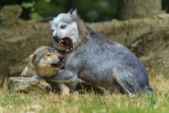 Timberwolf, wolf, American wolf (Canis lupus lycaon), Germany, a wolf playfully nipping another's neck in a natural setting