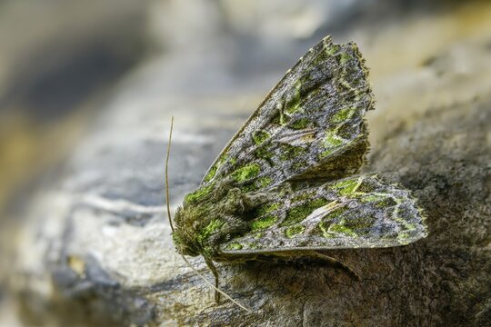 Green reporting owl, reporting owl, trachea atriplicis, insects, moths, moths, moths, orache moth, butterflies