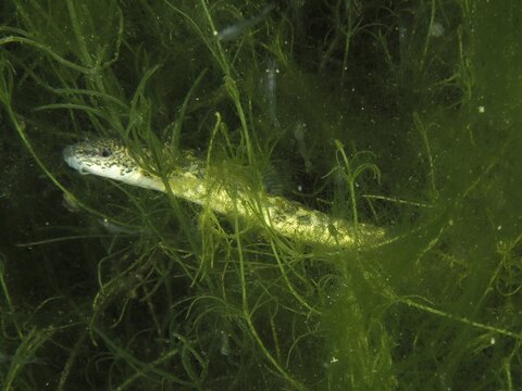 A fish, the brook loach (Barbatula barbatula), swims through dense algae in a natural underwater environment at the Wildsau dive site, Berlingen, Lake Constance, Switzerland and Germany