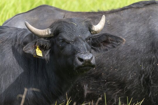 Bavaria, Bubalus Arnee, Even-t&ouml;d Ungulate, Upper Palatinate, Paarhufer, Tirschenreuth, Waldnaab, Waldnaabaue, water buffalo, wild willows Waldnaabaue, extensive grazing, mammals, mammals