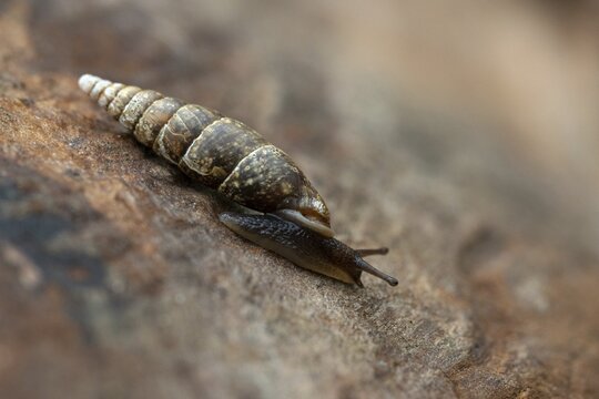 Cochlodina laminata, smooth sphinge, plaited door snail, gastropod, mollusca, snails, molluscs