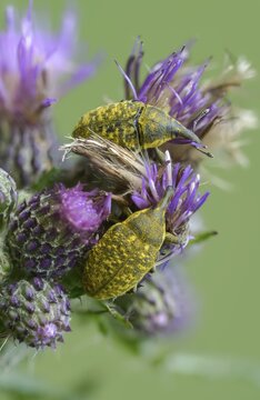 Thistle weevil, larinus cf sturnus, larinus sturnus, weevil, beetle, coleoptera, high size, portrait format, insects, beetles
