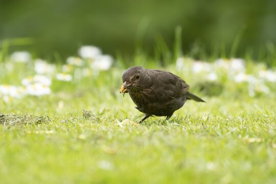 Eurasian blackbird (Turdus merula) adult garden bird collecting bugs for food from a grass lawn, England, United Kingdom