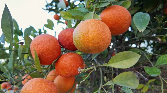 Clusters of ripe orange citrus fruits hang on tree branches with green leaves in orchard.
