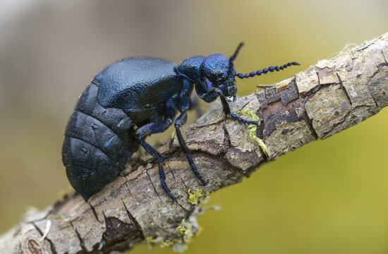 Blue mayworm, mayworm, meloe cf violaceus, meloe violaceus, meloid beetle, purple oil beetle, beetle, coleoptera, insects, beetles, oil beetle, oil beetle