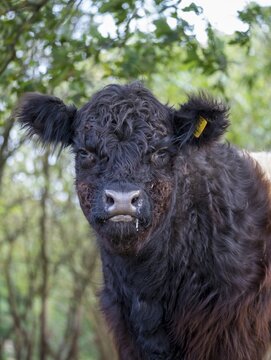 Artiodactyla, belted galloway, belties, bos taurus sspec.5, cattle, even-toed ungulate, galloway cattle, cloven-hoofed, domesticated animals, pet, high size, portrait format, mammals, cattle, mammals