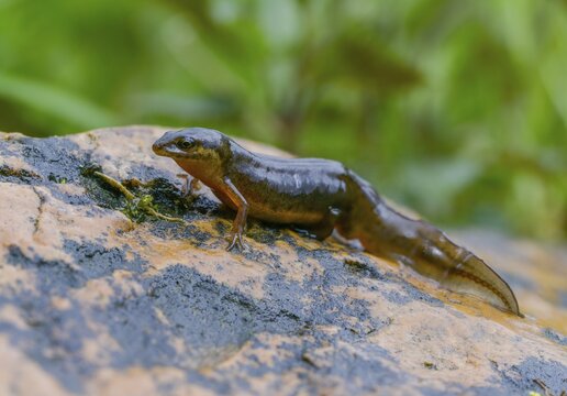 Lissotriton vulgaris, smooth newt, triturus vulgaris, amphibians, amphibians, country traditional costume, amphibians
