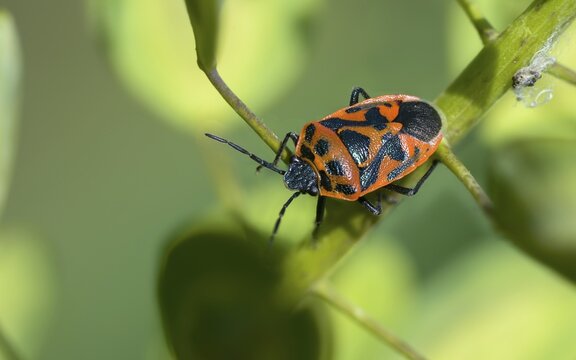 Eurydema ornata, Eurydema ornatum, vegetable bug, heteroptera, pentatomidae, ornamental bug, black-backed vegetable bug, tree bugs, insects, bugs