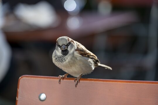 A sparrow (Passer domesticus) perched on the back of a chair, Upper Bavaria, Bavaria, Germany