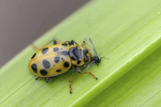 13-spotted lady beetle, thirteen-point ladybird, thirteen-spotted marsh ladybird, Hippodamia tredecimpunctata, thirteen spot lady beetle, beetle, coleoptera, insects, beetles