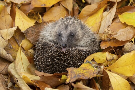 European hedgehog (Erinaceus europaeus) adult animal resting on autumn colour leaves, England, United Kingdom